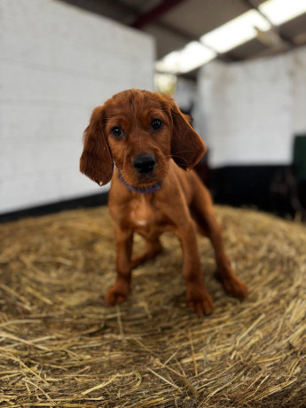 ikc-irish-red-setter-puppies-big-0