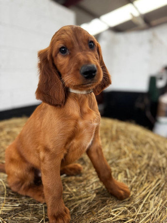 ikc-irish-red-setter-puppies-big-1