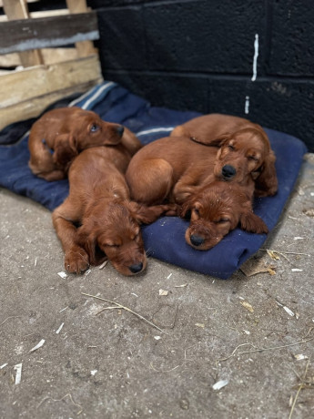ikc-irish-red-setter-puppies-big-3