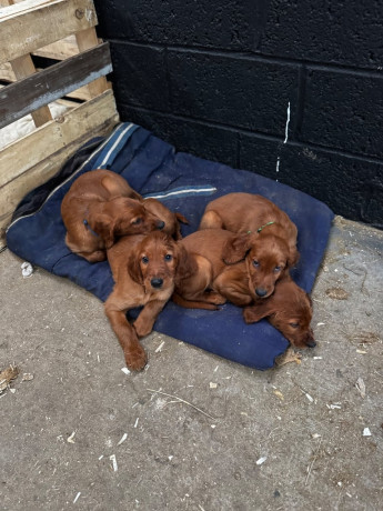 ikc-irish-red-setter-puppies-big-4