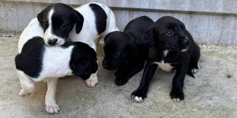 cocker-spaniel-puppies-big-4