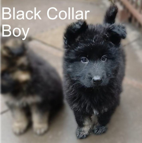 ready-now-chunky-loving-loyal-gsd-puppies-big-3