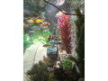 fish-tank-small-1