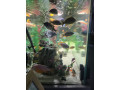 fish-tank-small-2
