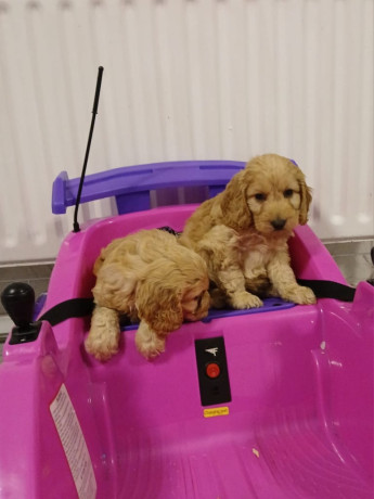 cavapoo-puppys-big-1