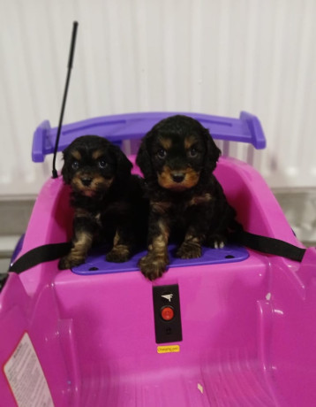 cavapoo-puppys-big-2