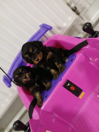 cavapoo-puppys-big-4