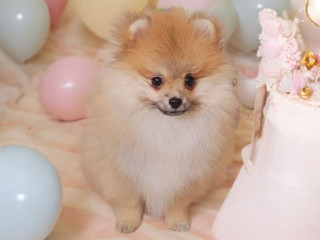 pomeranianpuppy-femalekc-registeredfor-sale