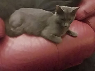 beautiful-black-kittens