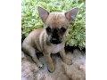 chihuahua-chug-puppies-small-2