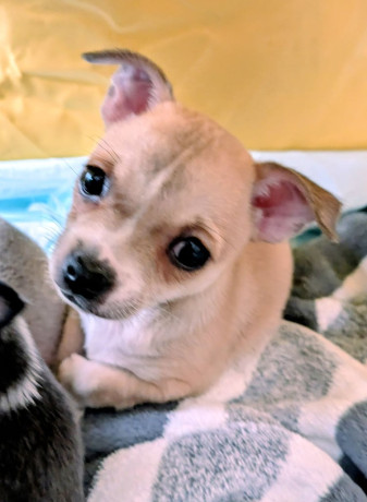 chihuahua-chug-puppies-big-1