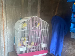 canarys-and-boxs-please-read-add