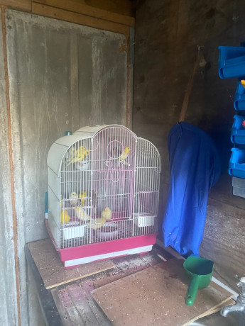 canarys-and-boxs-please-read-add-big-0