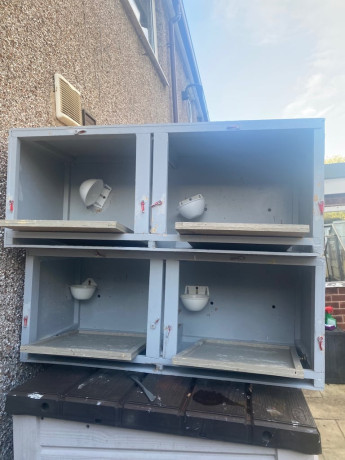 canarys-and-boxs-please-read-add-big-1