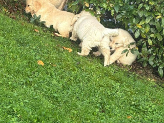 golden-retriever-puppies