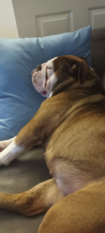 old-tyme-bulldog-dorset-big-0