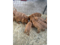 excellent-kc-reg-labrador-pups-small-3
