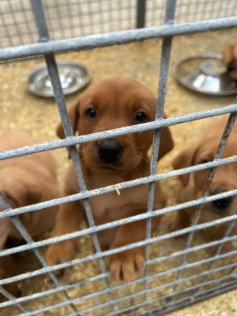 excellent-kc-reg-labrador-pups-big-0