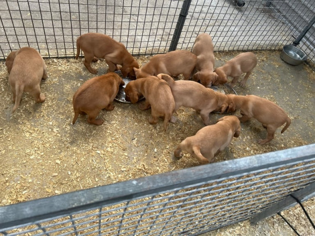 excellent-kc-reg-labrador-pups-big-1