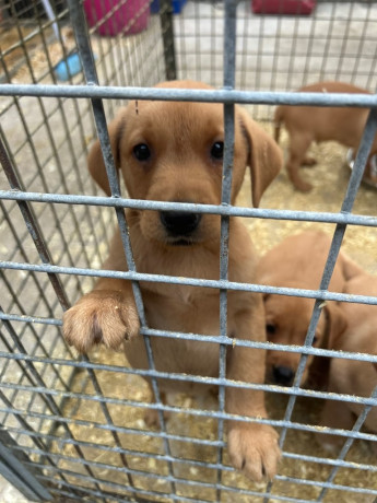 excellent-kc-reg-labrador-pups-big-2