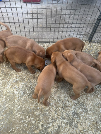 excellent-kc-reg-labrador-pups-big-3