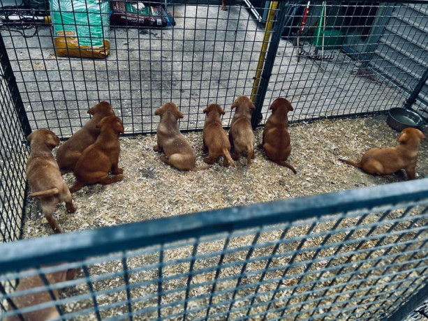 excellent-kc-reg-labrador-pups-big-4