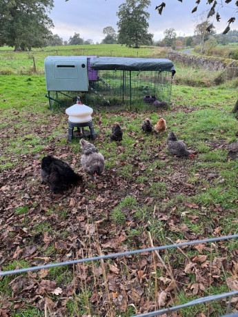 five-lovely-hens-big-1