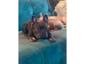 french-bulldog-3-12-years-old-kc-reg-chipped-w-small-0