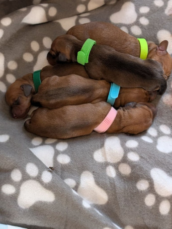 beautiful-miniature-kc-dachshund-pups-big-1