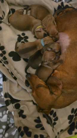 beautiful-miniature-kc-dachshund-pups-big-3