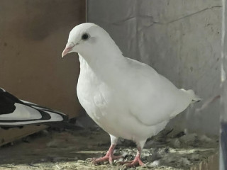 beautiful-pigeons-for-sale-in-edinburgh-from-ps10