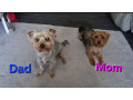 adorable-pedigree-yorkshire-terrier-pups-small-4