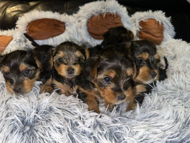 adorable-pedigree-yorkshire-terrier-pups-big-2