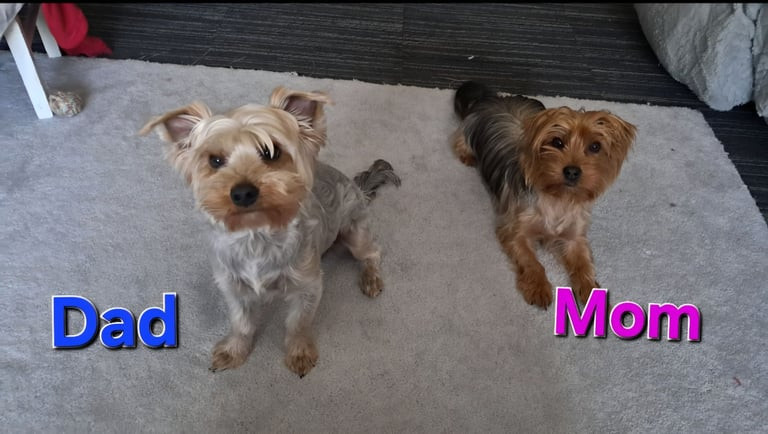 adorable-pedigree-yorkshire-terrier-pups-big-4