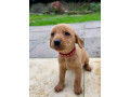 kc-registered-working-labrador-puppies-small-0