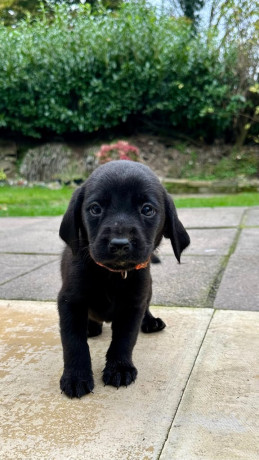 kc-registered-working-labrador-puppies-big-2