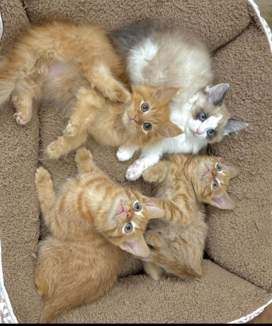beautiful-kittens-big-0