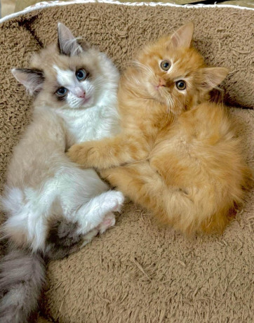 beautiful-kittens-big-1