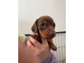 miniature-dachshund-puppies-small-2