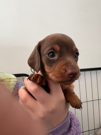 miniature-dachshund-puppies-big-2