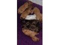 gorgeous-cocker-spaniels-pups-small-0