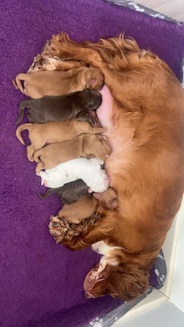 gorgeous-cocker-spaniels-pups-big-1