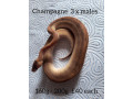 13-ball-pythons-for-sale-still-available-small-2