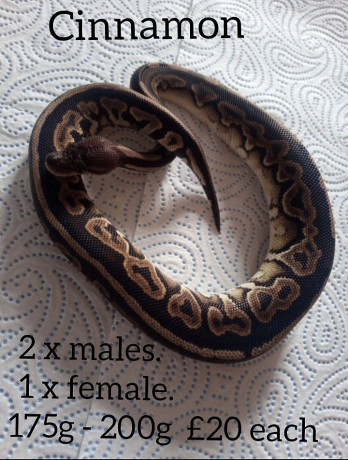 13-ball-pythons-for-sale-still-available-big-1