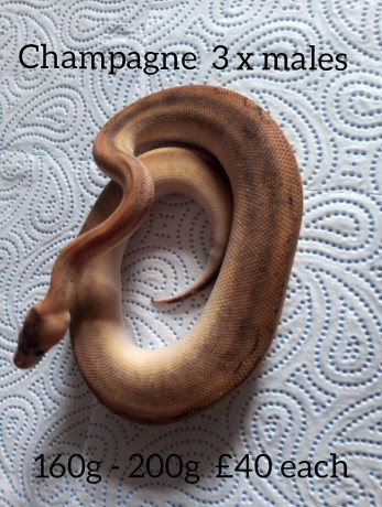 13-ball-pythons-for-sale-still-available-big-2