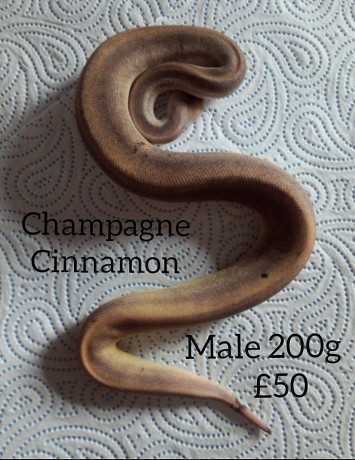 13-ball-pythons-for-sale-still-available-big-3