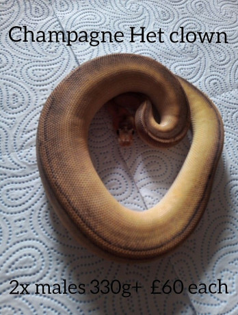 13-ball-pythons-for-sale-still-available-big-4