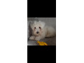 bichon-maltese-small-2