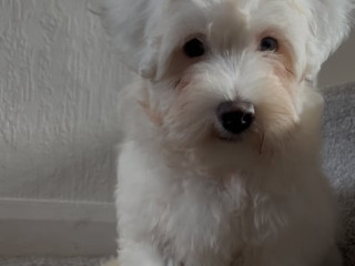 bichon-maltese