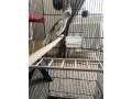 cockatiel-bird-and-cage-small-1